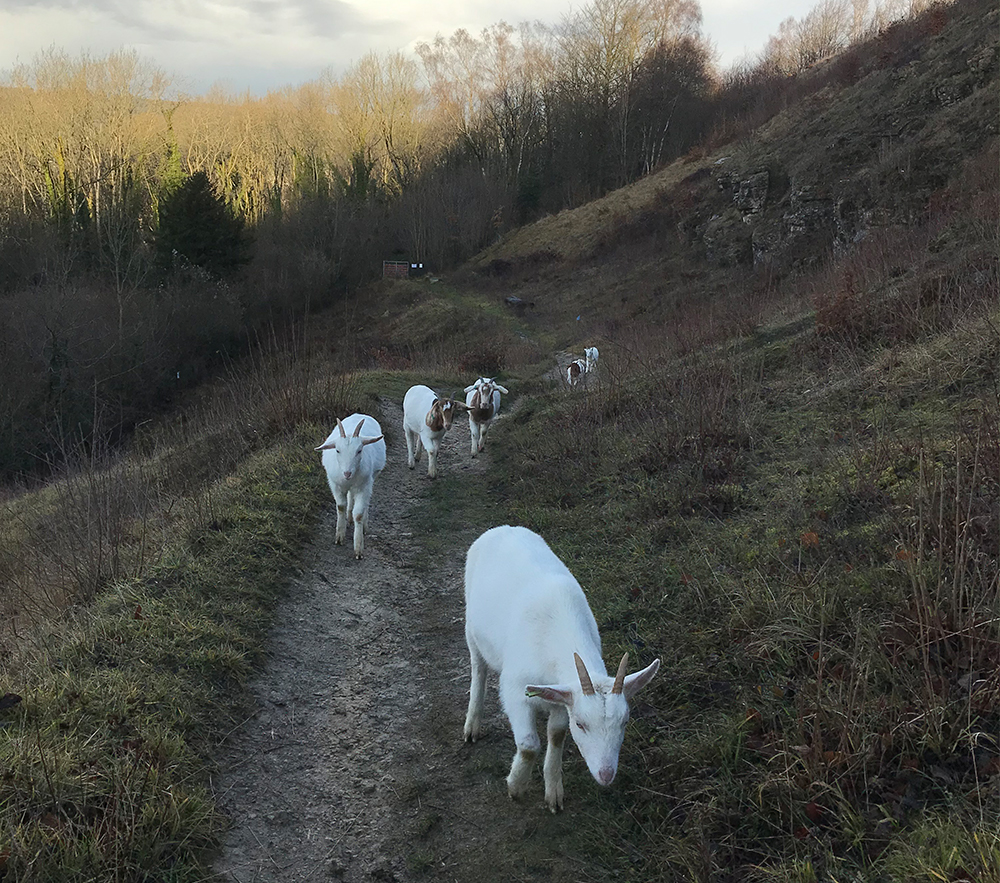 Browne’s Folly walk