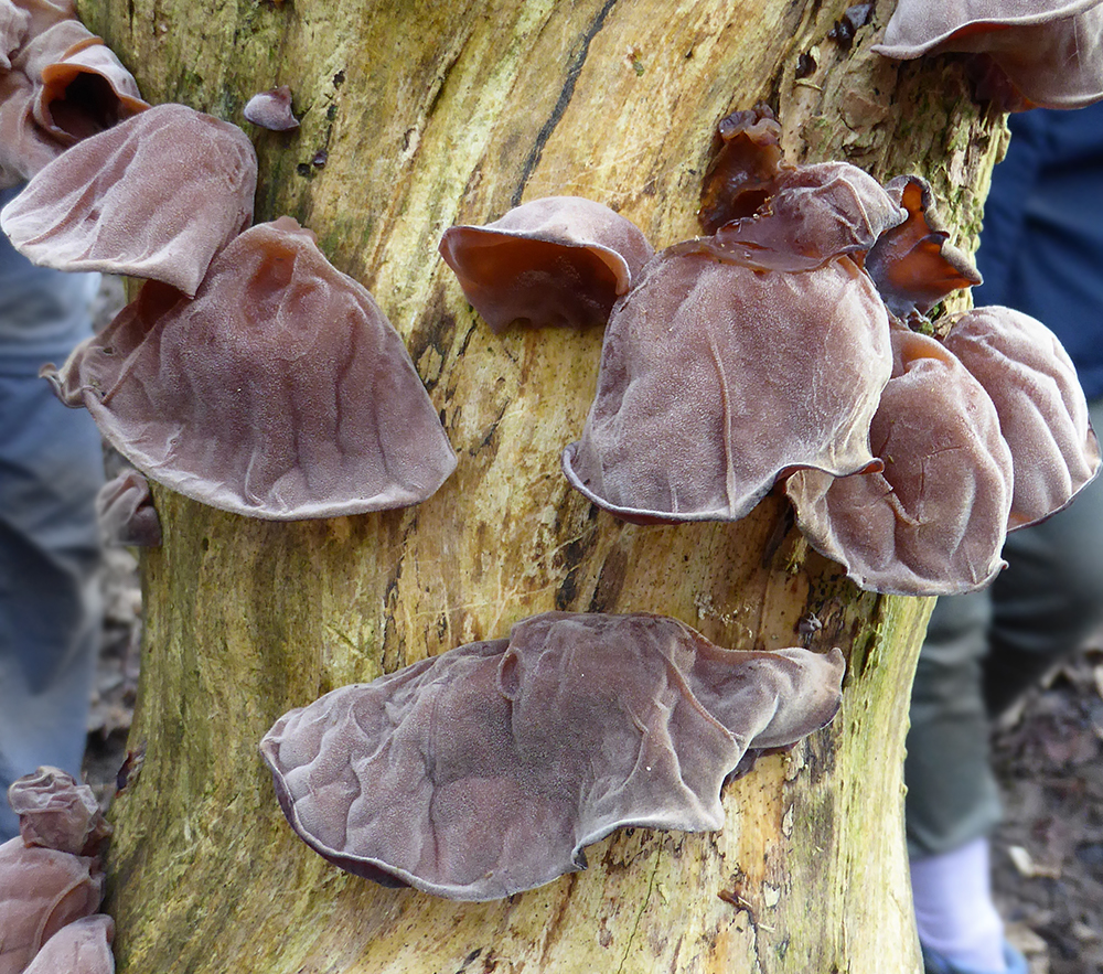 Fungus
