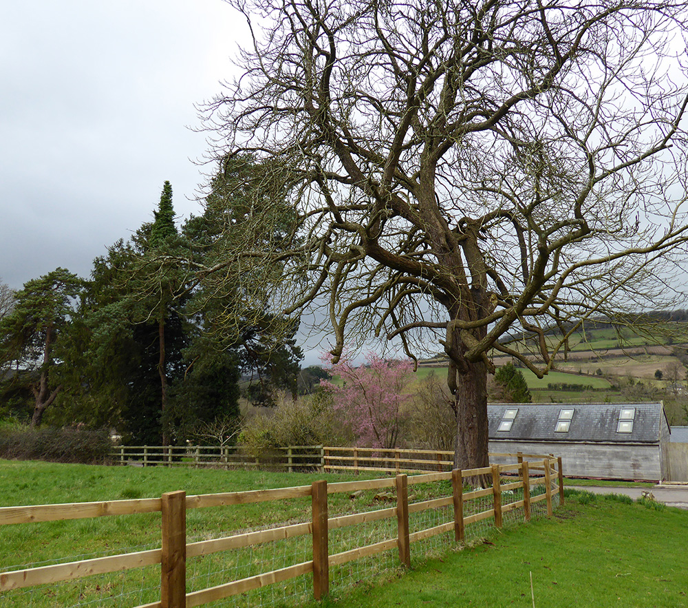 The bare trees show off their weirdly twisting branches