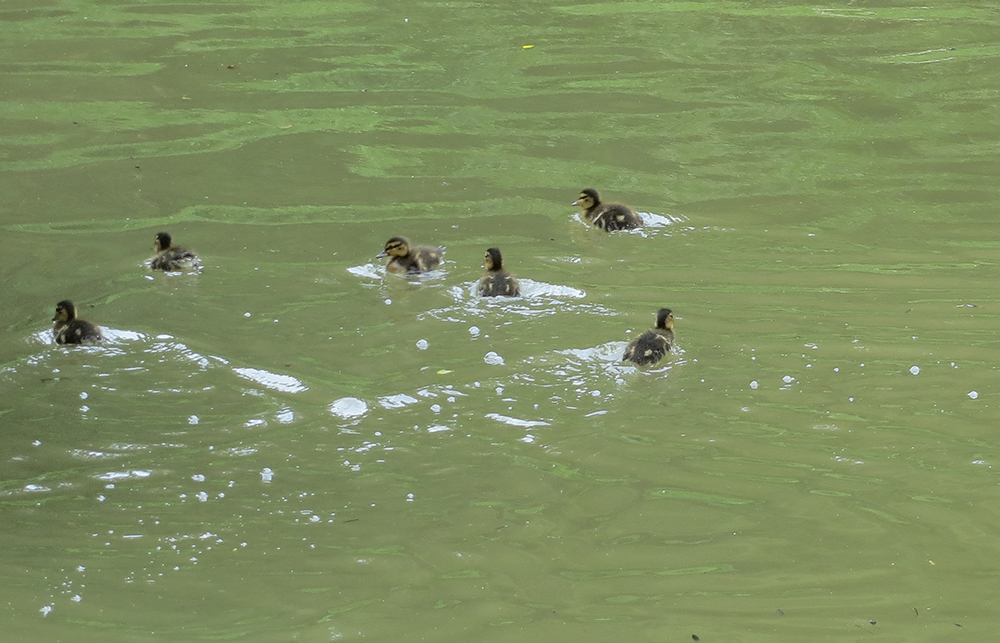 ducklings on the river