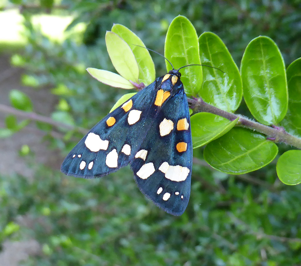A scarlet tiger moth