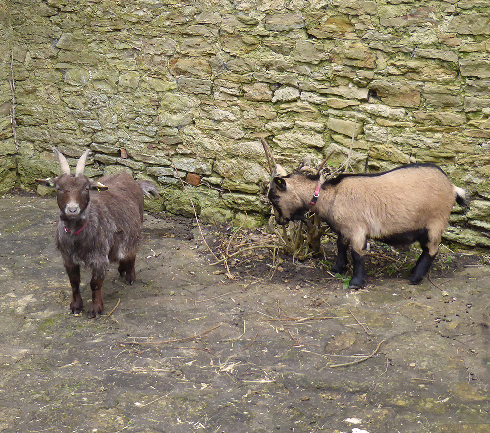 Pygmy goats at The Bell Inn
