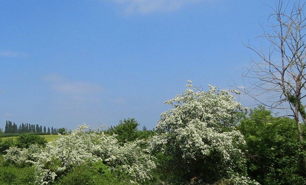 Blackthorn blossom