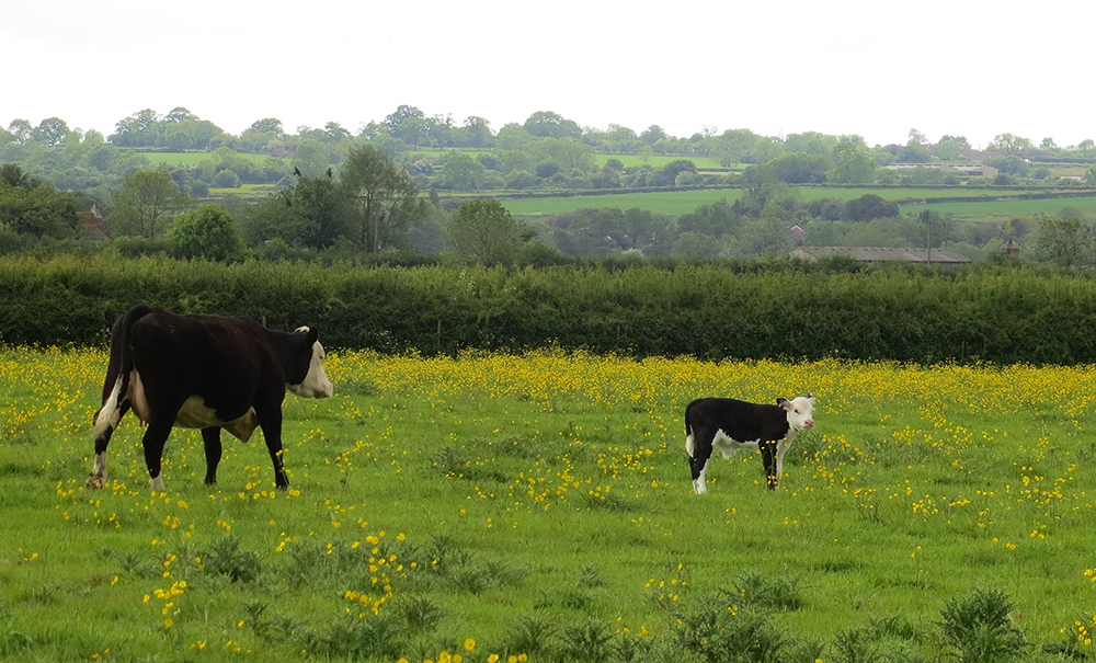 Baby cows