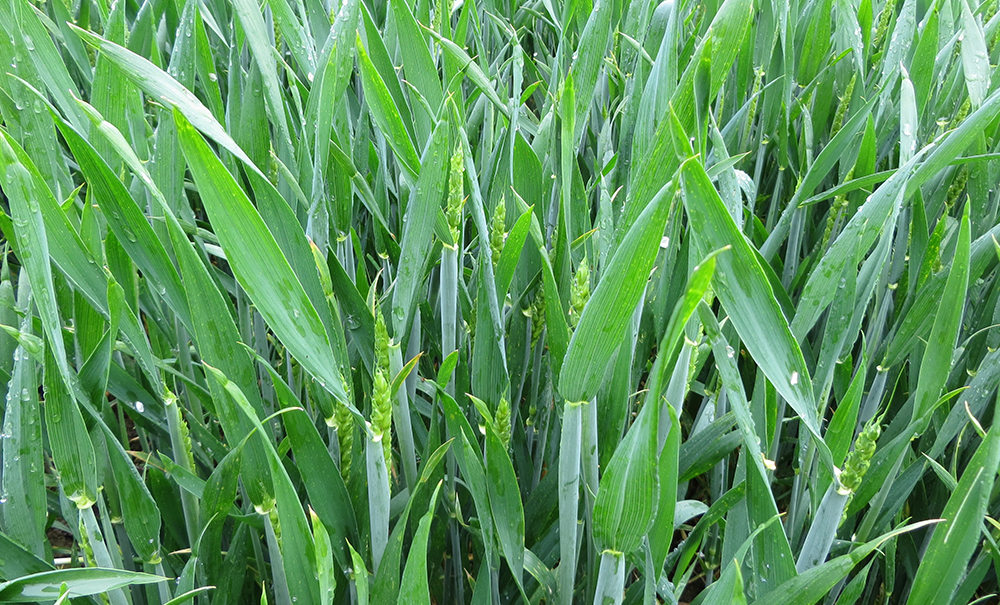 Wheat or barley?