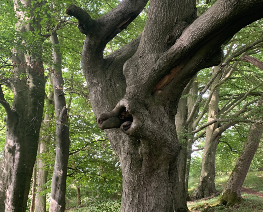 Gnarly trees