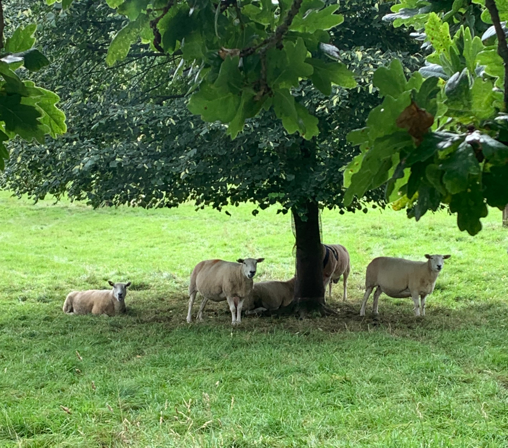 Countryside scene
