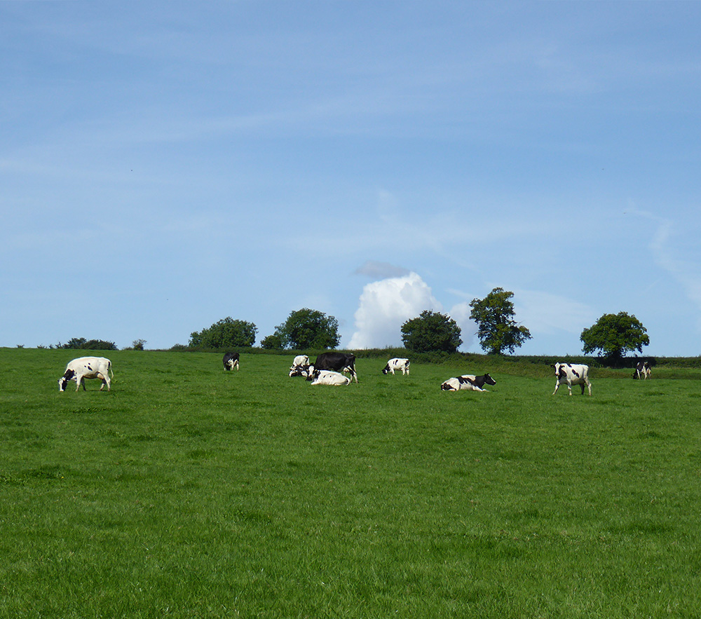Cattle in the sunshine