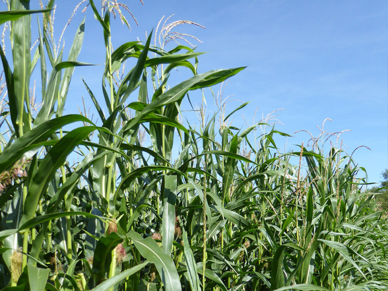 Corn 2
