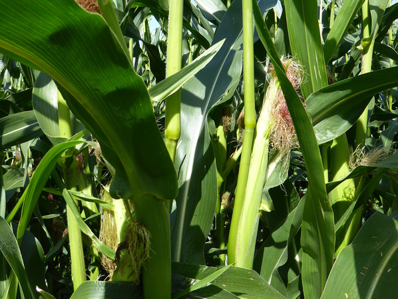 Corn 3