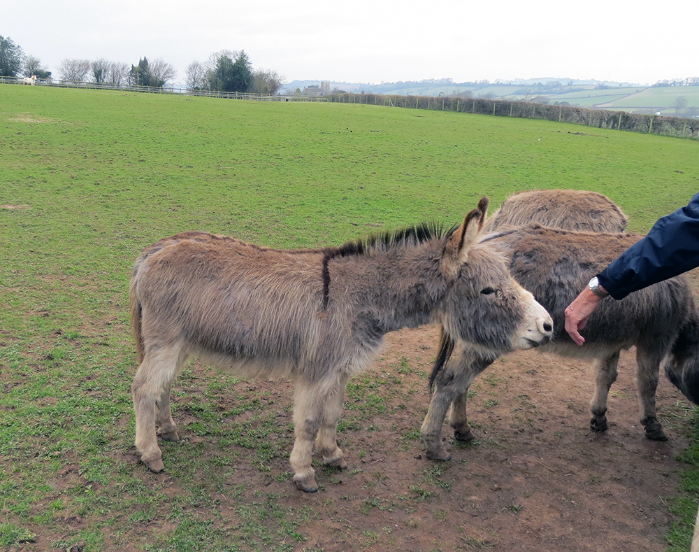 donkeys
