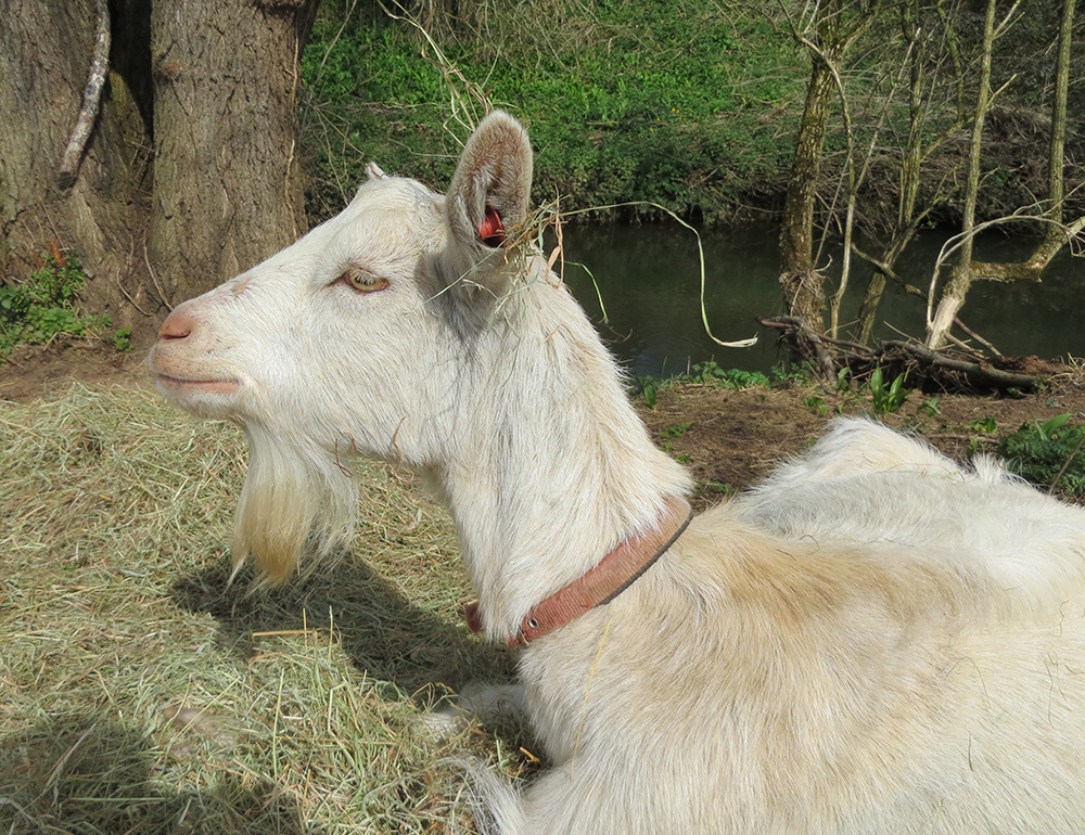 goat