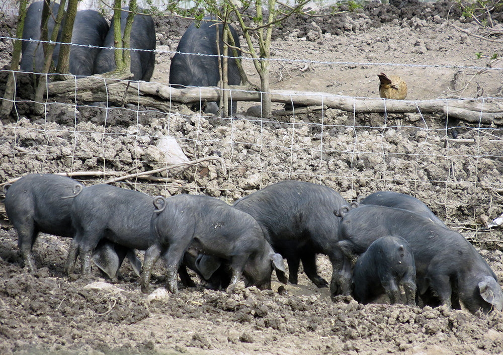 pig1