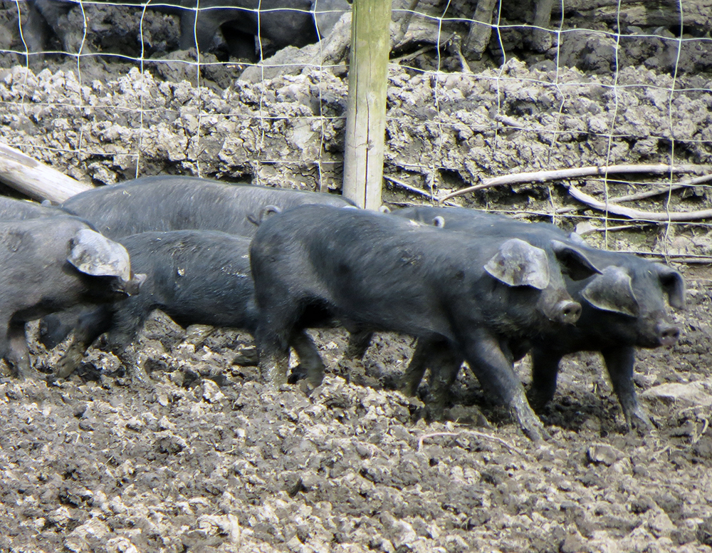 pig2