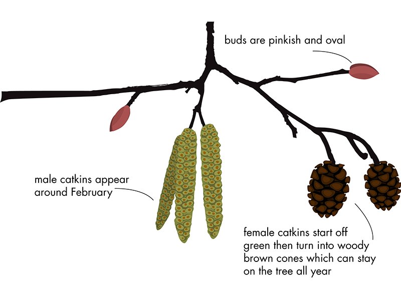 Alder