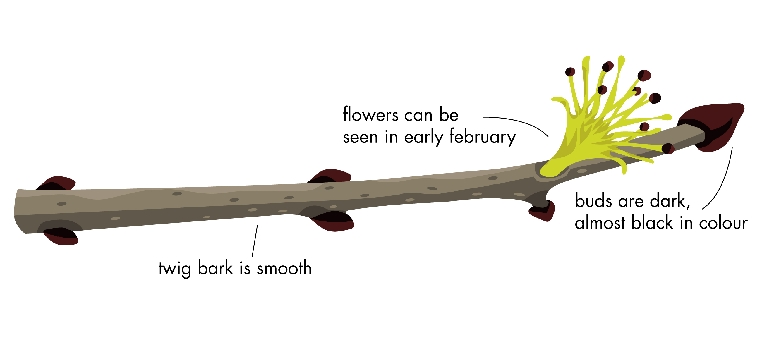 Ash bud and flower