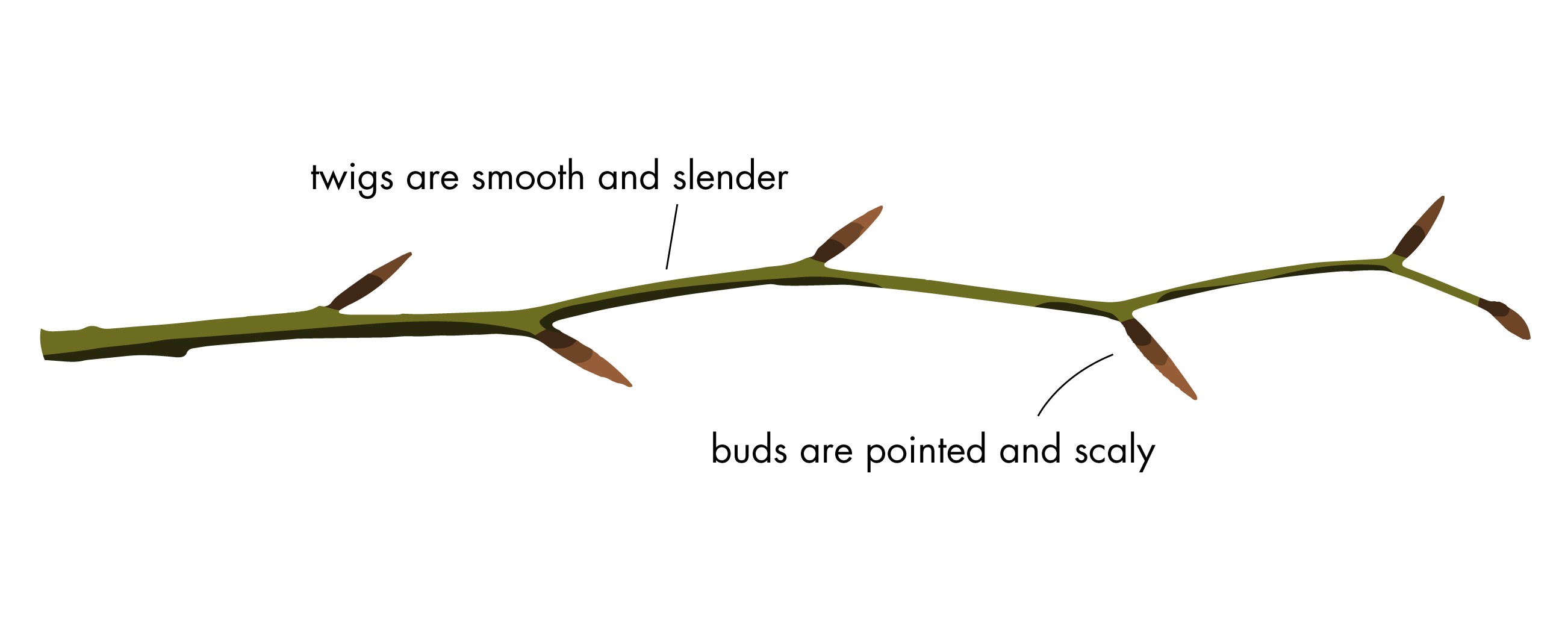 Beech bud