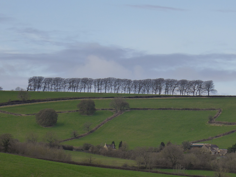 The iconic row of trees at Freezinghill Lane. Around Bath this view is very familiar from many spots - including our regular walks up to Brown’s Folly (you can see them on the horizon on the first photo of this post)
